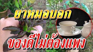 ยาหมอบอก : ของดีไม่ต้องแพง แค่ "ชาใบกะเพรา" จากหลังบ้านคุณเอง