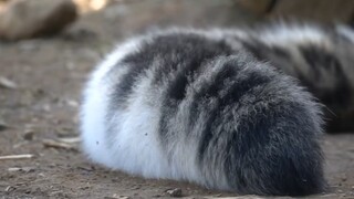 [Animals]Cute moments of snow leopards