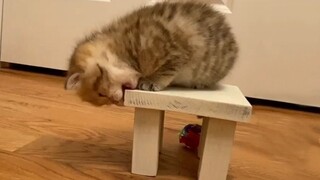 ขึ้นเก้าอี้ง่าย ลงเก้าอี้ยาก ลูกแมวน้อยประมาทไปหน่อย~