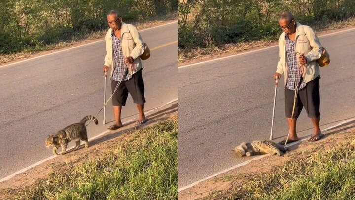 An elderly man is walking his cat, and the kitty is acting cute and pouting, begging to be picked up