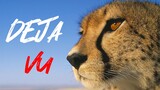 【Cheetah Mash-Up】DEJA VU