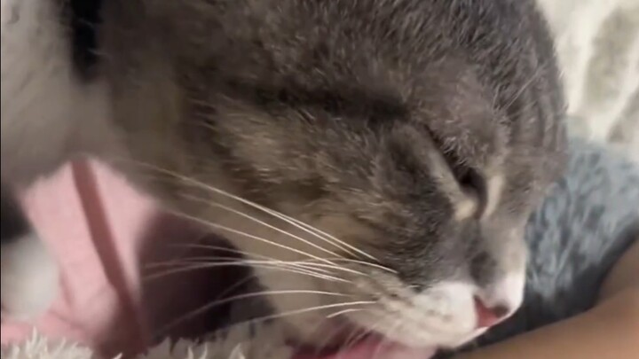 หมี: โอ้พระเจ้า ทำไมขนของคนถึงหวียากขนาดนี้!