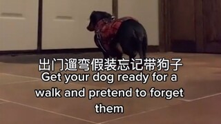 出门遛弯假装忘记带狗子，有那么一瞬间空气仿佛凝固了…