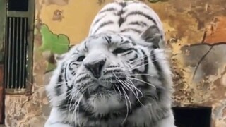 Cat's pupils trembled in surprise when he saw a tiger for the first time