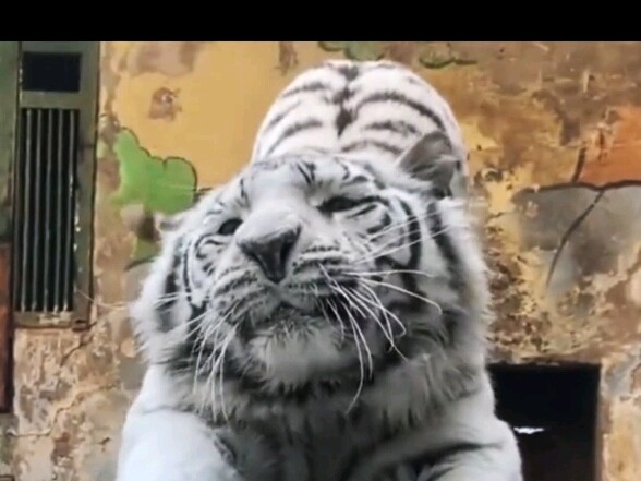 Cat's pupils trembled in surprise when he saw a tiger for the first time