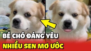 Đây là bé chó mà nhiều Sen MƠ ƯỚC ĐƯỢC NUÔI một lần 😍 | Yêu Lu