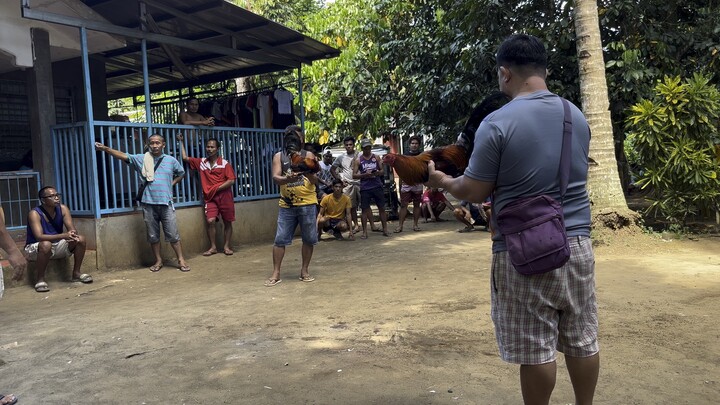 5 yr old Broodcock WIN