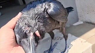This raven always waits for me to splash water on it and always wags its tail excitedly!
