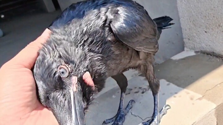 This raven always waits for me to splash water on it and always wags its tail excitedly!