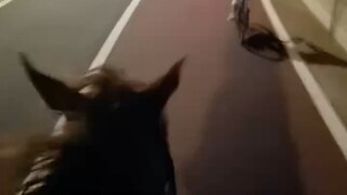 عندما تلتقي دراجة الطريق بالخيول