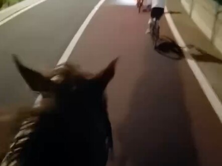 عندما تلتقي دراجة الطريق بالخيول