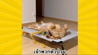 สัตว์เลี้ยงเพื่อนขนปุย : เจ้าพวกตัวป่วน