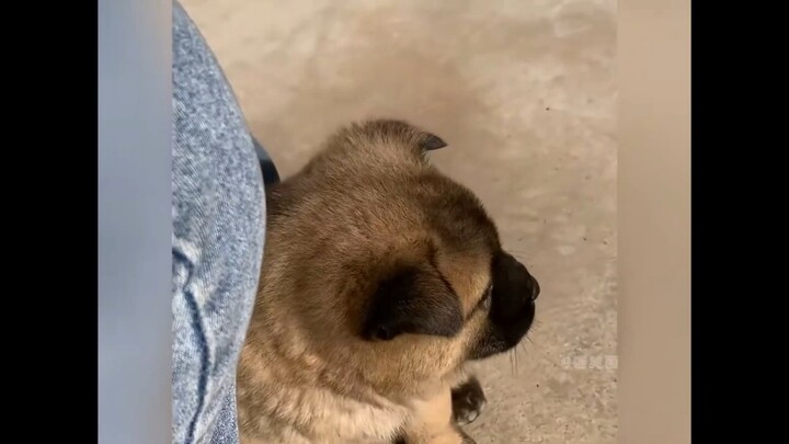 Mengulas momen-momen menggemaskan dan menenangkan dari anjing kampung! Anjing-anjing kecil ini benar