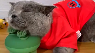 Cat Falls Asleep บนของเล่นนวด วิดีโอสัตว์เลี้ยงตลก