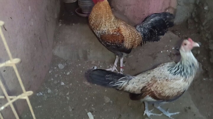 Bujit Aguilar bulik line brood stag x Joe goode grey blue blade farm line pullet. 👏