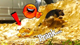 Fake Tiger Vs Real Dog Prank and Funny Reaction - fake tiger vs Dog pranks in Cambodia Ep#03
