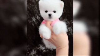 Khoảnh khắc đáng yêu của mều và đồng bọn P.6 <3