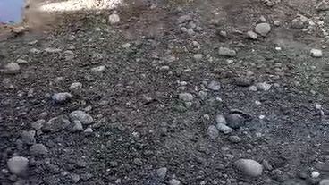 5m0nths old GILMORE X  WHITE KELSO