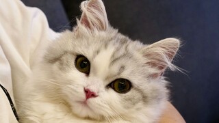 Betapa tidak tahu malunya seekor anak kucing setelah melakukan sesuatu yang buruk~