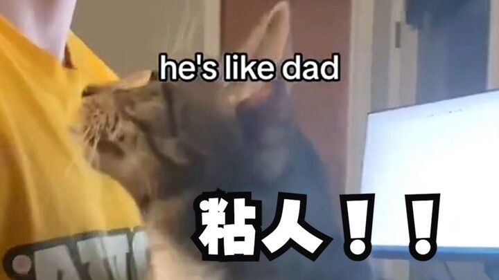 I asked, and my family says this is a fake cat... #EnglishSpeakingAndListeningPractice