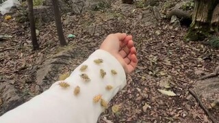 นี่คือลิงที่เชี่ยวชาญและรวดเร็วที่สุดในการช่วยชีวิต