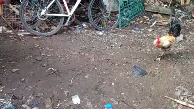 fs 3,700 Isa ready to fight no issue kanawayon at white choco na Lang ang available