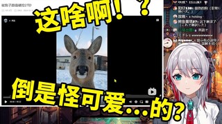 日本天然小姐姐看《被狍子颜值硬控27秒》