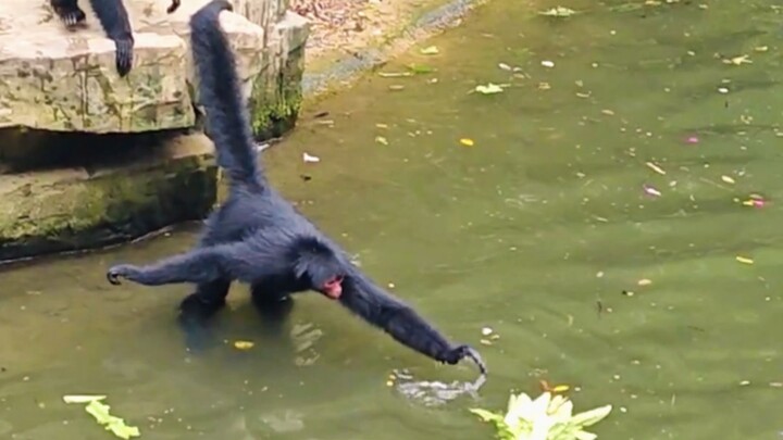 Monkey Picks Vegetables