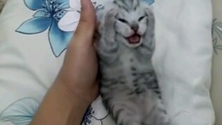 ฉันก็ชอบลูกแมวป่วยๆ แบบนี้เหมือนกัน ฮ่าๆ ...