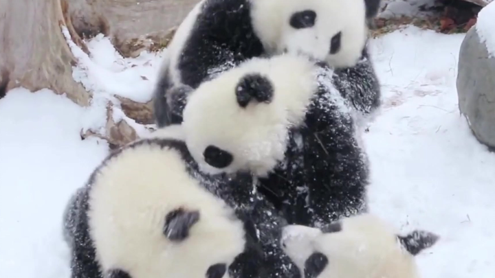 عندما يلتقي صغير الباندا بالثلج...