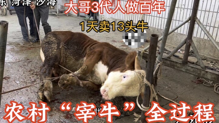 คลิปเต็มกระบวนการชำแหละวัวในชนบทมณฑลซานตง ขายวัวได้วันละ 13 ตัว ทำธุรกิจเนื้อวัวมา 3 รุ่น ราคา 38 หย