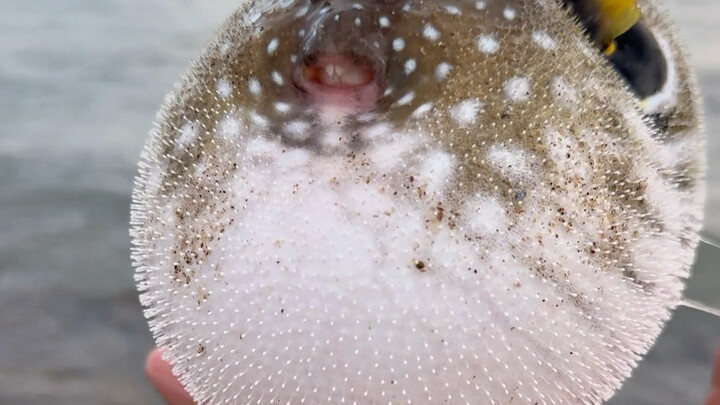 【Xiao Yu - Menangkap Hewan Laut】Sudah diupdate, ayo segera lihat!