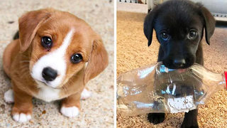 รวบรวมวิดีโอสัตว์น้อยน่ารัก ช่วงเวลาที่น่ารักที่สุดของสัตว์ - Cutest Puppies 2