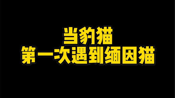 总裁遇到霸道总裁