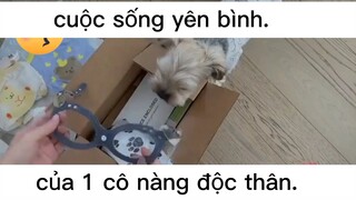 cuộc sống của cô gái độc thân#dailyvlog#life#chill