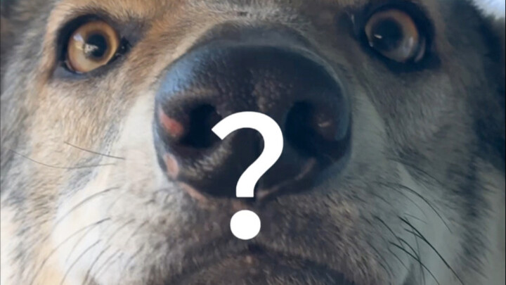 إذن كنت تتظاهر فقط😅……