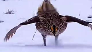 Bird mating Dance