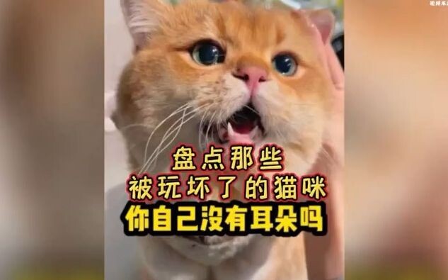 Those cats who’ve been thoroughly teased: “I’m not human, but you’re really dog!”