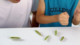 Hôm nay cuối cùng đã khám phá ra bí mật của cỏ đuôi chó.