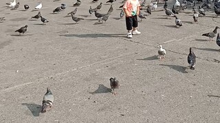 playing baby with doves