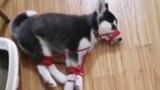 [Động vật] Husky: không phải ủy khuất, chỉ là trói thế này có chút…