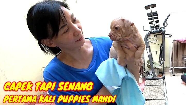 CAPEK TAPI SENANG || REAKSI PUPPIES HEWIE PERTAMA KALI MANDI #hewiepitbull