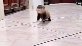 A man adopted a baby otter that had lost its mother.