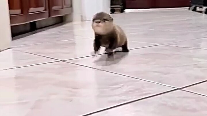 A man adopted a baby otter that had lost its mother.