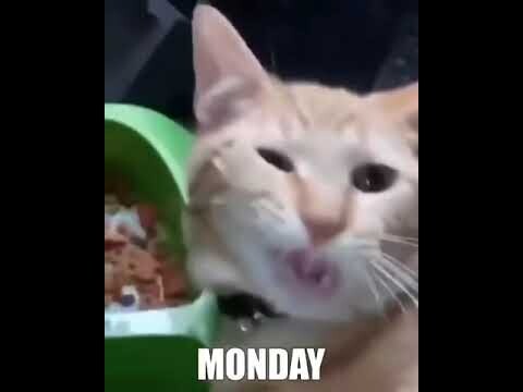 A Typical Cat Week