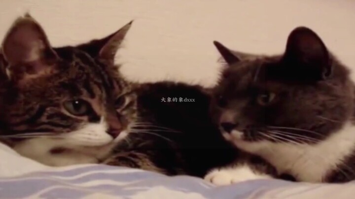 สองคนนี้จ๊ะจ๋าคุยกันอยู่ตั้งนาที ใครช่วยแปลให้หน่อย