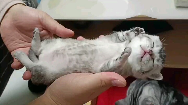 A sleepy little kitten dreams it’s nursing.