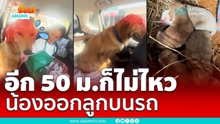 เจ้าของกรี๊ดลั่น!!  น้องหมาออกลูกบนรถ ทั้งที่อีกแค่ 50 เมตรจะถึงคลินิก | เรื่องร้อนอมรินทร์