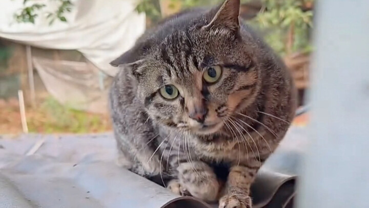 Cat: You really are a Japanese leopard cat!