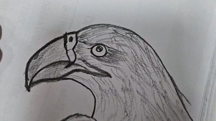 How to draw easy way the Bird